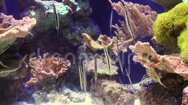 虾鱼，鱼在咸水水族馆倒游。 斯蒂芬·伯奇水族馆博物馆，美国